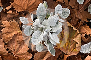 Salvia argentea on background of dry yellow leaves