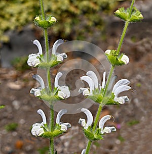 Salvia Argentea in bloom