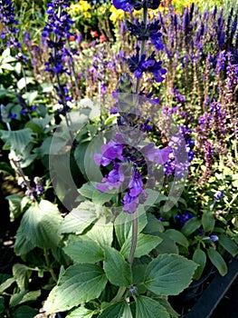 Salvia `Balsalmisp`, Salvia Mystic Spires Blue photo