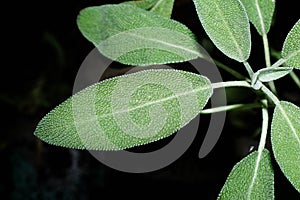 Salvia close-up (sage, also called garden sage, or common sage)