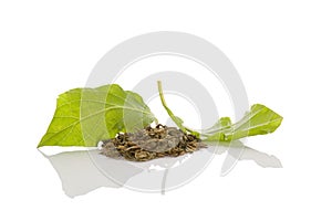 Salvia divinorum on white.