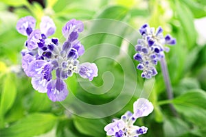 Salvia Farinacea photo