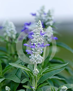 Salvia farinacea Benth, Mealy Cup Sage flowers growing in summer cottage garden