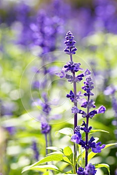 Salvia farinacea Benth flowers