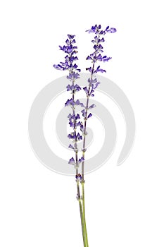 Salvia farinacea, Blue salvia, Mealy cup sage or Mealy sage flowers blooming, isolated on white background