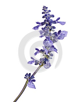 Salvia farinacea, Blue salvia, Mealy cup sage or Mealy sage flowers blooming with leaves