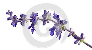 Salvia farinacea, Blue salvia, Mealy cup sage or Mealy sage flowers blooming with leaves, isolated on white background