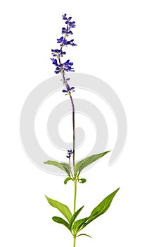 Salvia farinacea, Blue salvia, Mealy cup sage or Mealy sage flowers blooming with leaves, isolated on white background