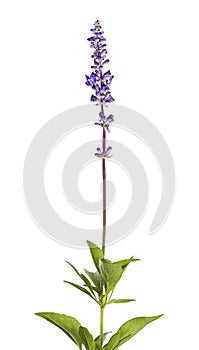 Salvia farinacea, Blue salvia, Mealy cup sage or Mealy sage flowers blooming with leaves, isolated on white background