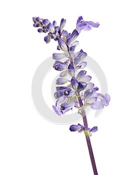 Salvia farinacea, Blue salvia, Mealy cup sage or Mealy sage flowers blooming with leaves