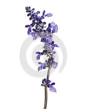 Salvia farinacea, Blue salvia, Mealy cup sage or Mealy sage flowers blooming with leaves