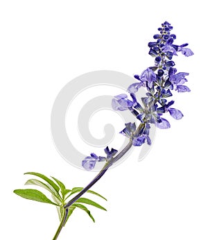 Salvia farinacea, Blue salvia, Mealy cup sage or Mealy sage flowers blooming with leaves