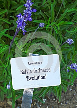 Salvia farinacea Evolution photo