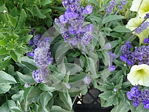 Salvia farinacea 'Evolution Violet', Evolution Violet Mealy cup sage
