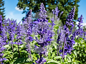 Salvia farinacea \'Fairy Queen\' (Mealy Cup Sage) - variety with dense flowering spikes, packed with