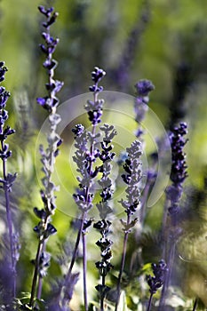 Salvia Farinacea Flower