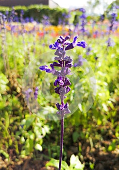 Salvia farinacea flower On a blurry background
