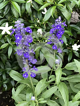 Salvia farinacea or Mealy sage flower.