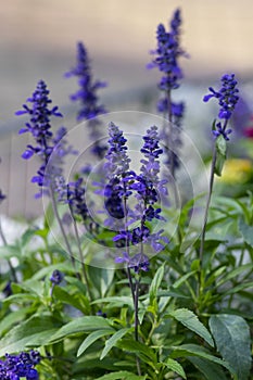 Salvia farinacea mealycup sage beautiful purple blue flowers in bllom, mealy sages flowering plants in the garden