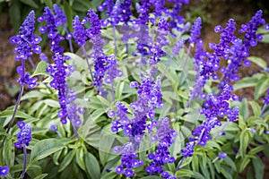 Salvia Farinacea Purple Flower Spikes