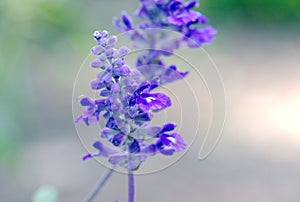Salvia Farinacea Victoria Blue Mealycup Sage flowers