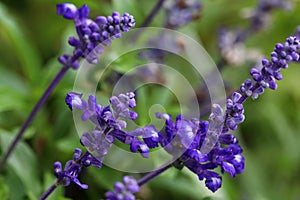 Salvia farinacea x longispicata `Mystic Spires` with blue violet flowers photo