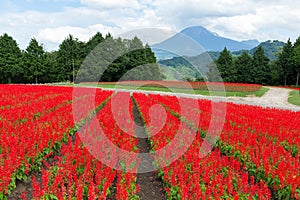 Salvia field and mount Daisen