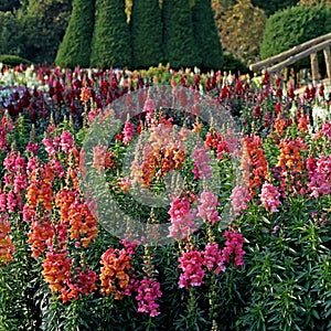 Salvia flower in the garden