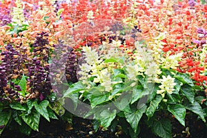 Salvia Flower Garden