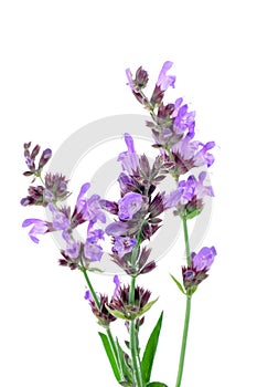 Salvia flowers photo