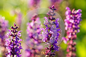 Salvia flowers