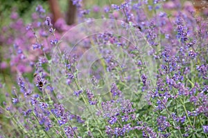 Salvia flowers in full bloom in a naturalistic perennial planting scheme coupled with grasses.