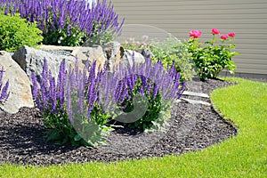 Salvia Flowers and Rock Retaining Wall