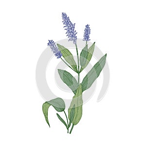 Salvia flowers or sage inflorescences isolated on white background. Gorgeous drawing of wild meadow flowering herb used