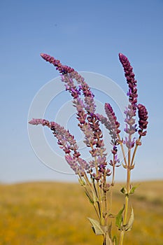 Salvia flowers on sky background