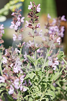 Salvia fruticosa or Greek sage plant with flowers