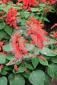 Salvia fuego red flowers