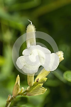 Salvia greggii `Clotted Cream`