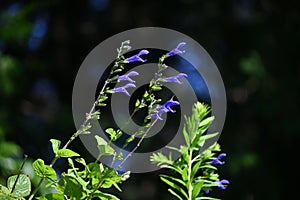 Salvia guaranitica (Anise-scented sage) flowers. Lamiaceae perennial plants native to South America.