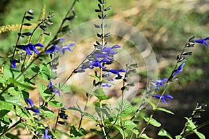 Salvia guaranitica flowers and butterfly