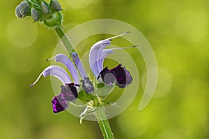 Salvia indica , Sage flower in green bokeh background