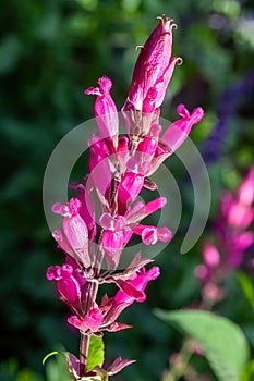 Salvia involucrata `Boutin photo