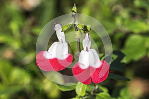 Salvia x jamensis `Hot Lips`