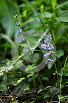 Salvia japonica flowers. Japanese name \'Akino-tamuraso\'.