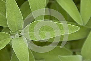 Salvia leaf photo