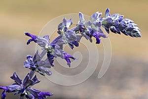 Salvia longispicata flower photo