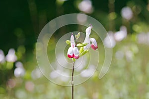 Salvia microphylla