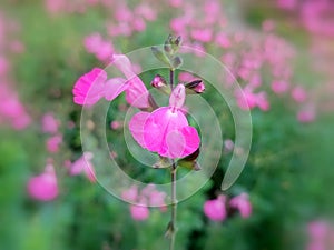 Salvia microphylla (baby sage)
