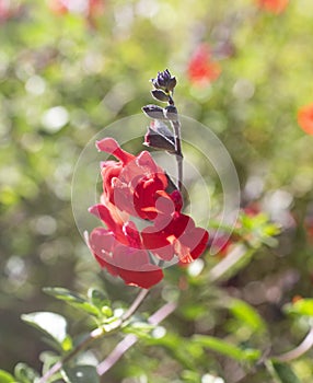 Salvia microphylla in garden