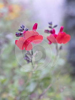 Salvia microphylla in garden